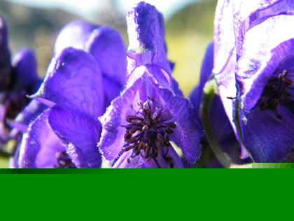 Aconitum napellus Val d'Aran